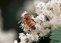 Apis mellifica mellifica ligustica